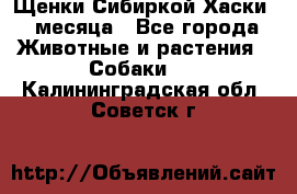 Щенки Сибиркой Хаски 2 месяца - Все города Животные и растения » Собаки   . Калининградская обл.,Советск г.